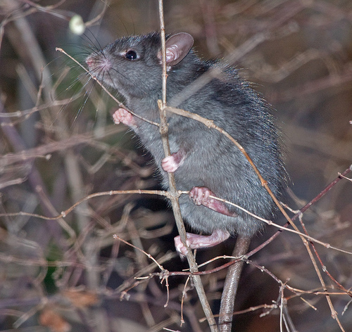 Photo of Rattus rattus by Brian Klinkenberg